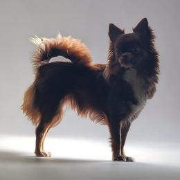 Alenka - Chihuahua