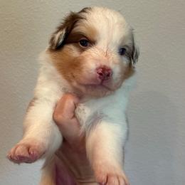 Red Merle girl 1 - Red merle female Australian Shepherd puppy in Castle Rock, Washington from Zoolo Kennels