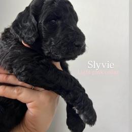 Slyvie (light pink collar) - Silver female Poodle puppy in Batavia, Ohio from The Livezey Standard-CKCS and Standard Poodles