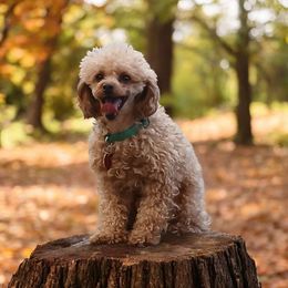 Rojo - Poodle