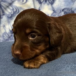 Vienna - Chocolate and tan Dachshund puppy in Wyoming, Rhode Island from Paws Laws k9