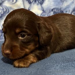 Vienna - Chocolate and tan Dachshund puppy in Wyoming, Rhode Island from Paws Laws k9