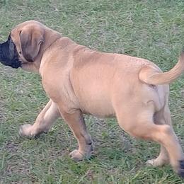 Mastiff and Neapolitan Mastiff Puppies from Sims English Mastiffs