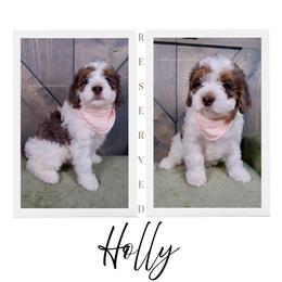 Holly - Merle - Merle female Bernedoodle puppy in Bowling Green, Ohio from Windy Creek Doodles