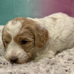 Skye - Parti female Goldendoodle puppy in Monument, Colorado from Colorado Dreamin Doodles