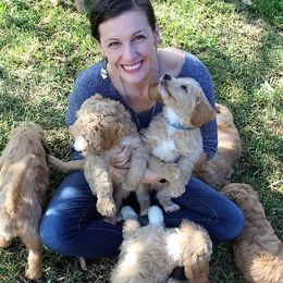 Goldendoodle Puppies from The Doodle Spot