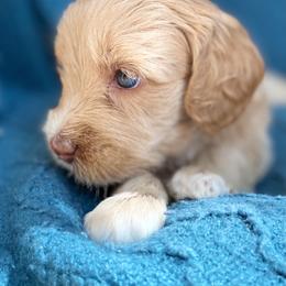 Australian Labradoodle Puppies from Salona- Australian Labradoodles of North America