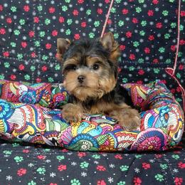 Archie - Blue and gold male Yorkshire Terrier puppy in Pinellas Park, Florida from Silversands Yorkshire Terriers