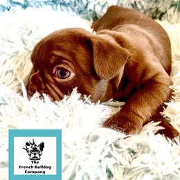 French Bulldog Puppies from The French Bulldog Company LLC