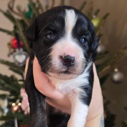 Stormy - Black tri female Miniature Australian Shepherd puppy in Danville, Indiana from Wingler Acres Mini Aussies