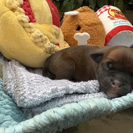 Hestia - Fawn female Staffordshire Bull Terrier puppy in Houston, Texas from Breaking Bad Staffords