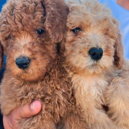 Girl 1 - Cream female Poodle puppy in Jurupa Valley, California from gucci_bentleys_goldendoodles