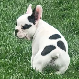 French Bulldog puppies from Absolute Frenchie Connection