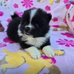 Teddy - Black parti male Pomeranian puppy in Harrisonville, Missouri from Cindy's Pomeranians