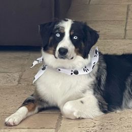 Luna - Miniature Australian Shepherd
