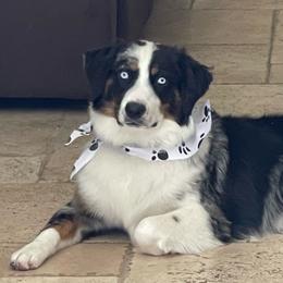 Luna - Miniature Australian Shepherd