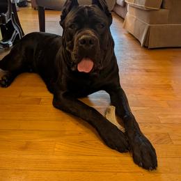 Cane Corso Puppies from Central Jersey K9