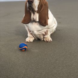 Basset Hound Puppies from Houndful Hearts