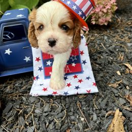 Cavalier King Charles Spaniel Puppies from Reynolds Farms Cavaliers