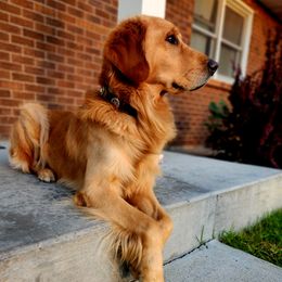 Trigger - Golden Retriever