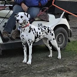 Sweetie - Dalmatian