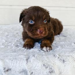Nemo - Red tri male Miniature Australian Shepherd puppy in Pollok, Texas from Pineywoods Pups