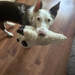 American Corgi and Border Collie Puppies from Duncan's Border Collies and Corgis