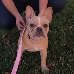 French Bulldogs, Shih Tzus, and Soft Coated Wheaten Terriers from Aurum K9