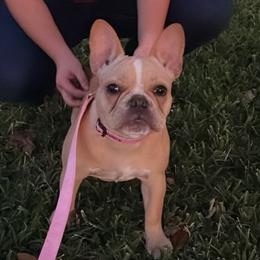 French Bulldogs, Shih Tzus, and Soft Coated Wheaten Terriers from Aurum K9