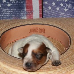 Girl 4 - Australian Cattle Dog puppy in Helena, Montana from Spring Haven Heelers