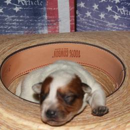 Girl 4 - Australian Cattle Dog puppy in Helena, Montana from Spring Haven Heelers