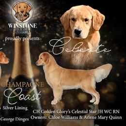 Golden Retriever puppies from Winstone Goldens