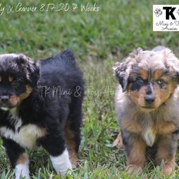 Miniature Australian Shepherd and Toy Australian Shepherd Puppies from TK Mini & Toy Aussies