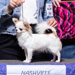 Izzy - Chihuahua