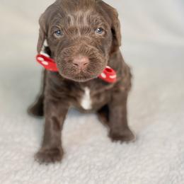 Miss Red - Chocolate female Australian Labradoodle puppy in Wake Forest, North Carolina from Lucky Country Labradoodles