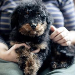 Canyon - Black phantom male Aussiedoodle puppy in Paoli, Indiana from Brambleberry Doodles