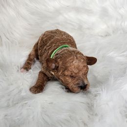 Gingerbread - Apricot male Poodle puppy in Hoagland, Indiana from Kandyland Kennels