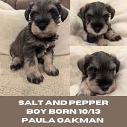 Miniature Schnauzer Puppies from Mississippi Mini Schnauzers