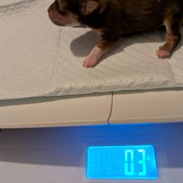 Tiki - Liver female Shorkie puppy in Winters, California from Northern CA Shorkies