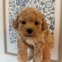 Liberty - Apricot female Maltipoo puppy in Wendell, North Carolina from Teddys Teddy Bears