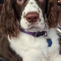 English Springer Spaniels from Double L Springers