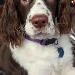 English Springer Spaniels from Double L Springers