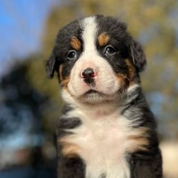 Loki - Black rust and white Bernese Mountain Dog puppy in New Haven, Indiana from Milan Berners