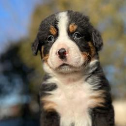 Loki - Black rust and white Bernese Mountain Dog puppy in New Haven, Indiana from Milan Berners