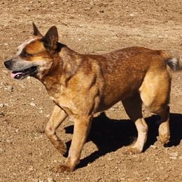 Rip - Australian Cattle Dog