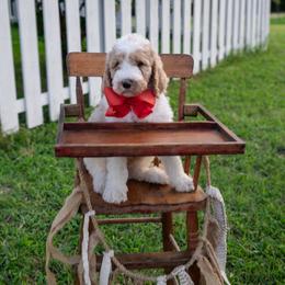 Tommy - Tri-color male Australian Labradoodle puppy in Leonard, Texas from Laird Farms