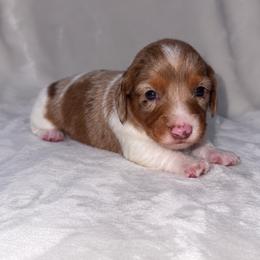 Boy 2 - Dapple male Dachshund puppy in Cincinnati, Ohio from Tabs Teenie Weenies 🌭