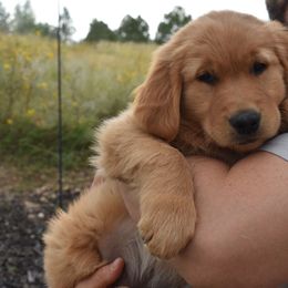Golden Retriever Puppies from Graciegold Retrievers