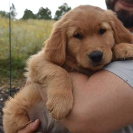 Golden Retriever Puppies from Graciegold Retrievers