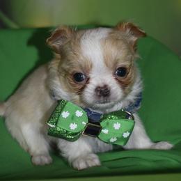 Milo - Fawn and white male Chihuahua puppy in Gloucester, Virginia from Charlotte's Web of Chihuahuas
